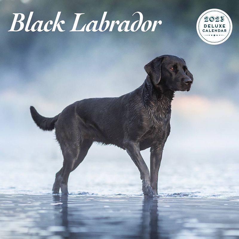 Foto van Labrador retriever zwart kalender 2023 deluxe