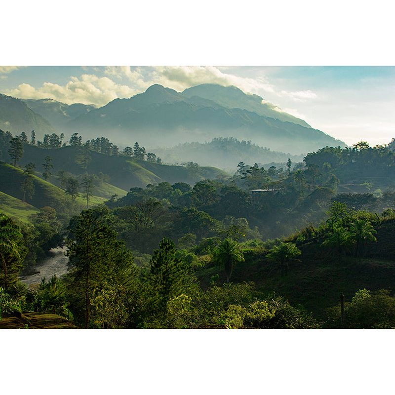 Foto van Inductiebeschermer - sunrise jungle - 95x55 cm