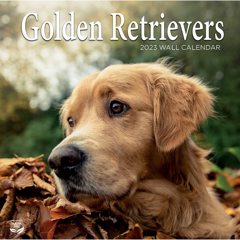 Foto van Golden retriever kalender 2023