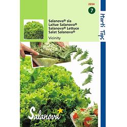 Foto van Hortitops - 2 stuks salanova virtuose rz groen wordt vivanto rz