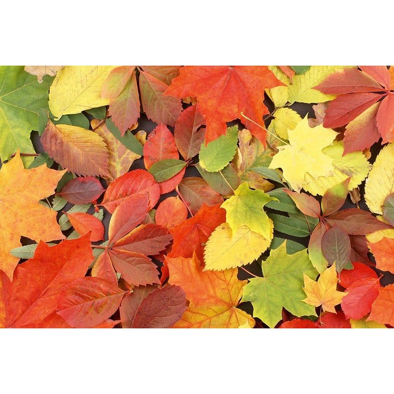 Foto van Dimex colourful leaves vlies fotobehang 375x250cm 5-banen