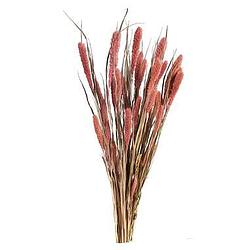 Foto van Droogbloemen bunch setaria nature roze 66cm - leen bakker