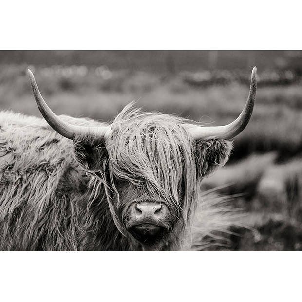 Foto van Spatscherm highlander black-white - 100x75 cm