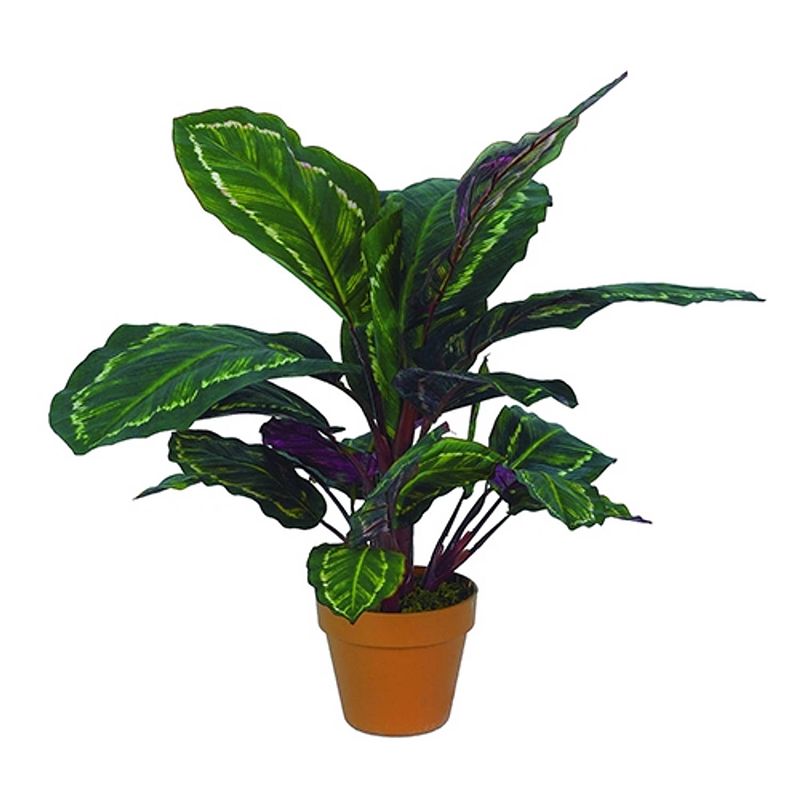 Foto van Calathea veitchiane 55 cm