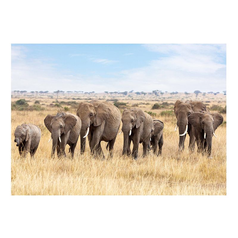 Foto van Dieren kinderkamer poster afrikaanse olifanten op savanne 84 x 59 cm - posters