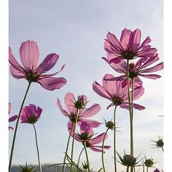 Foto van Dimex cosmos flowers vlies fotobehang 225x250cm 3-banen