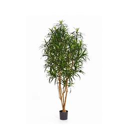 Foto van Kunstplant dracaena anita - 120 cm