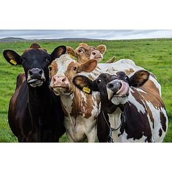 Foto van Inductiebeschermer - kudde koeien - 81x52 cm