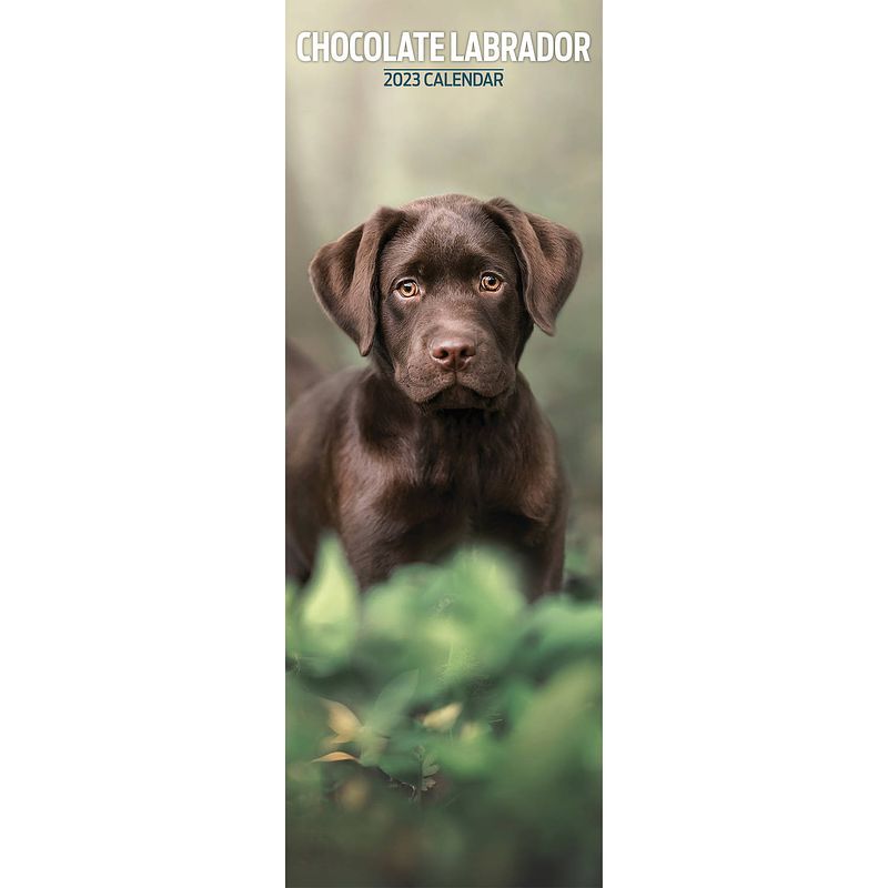 Foto van Labrador retriever kalender bruin 2023 slimline