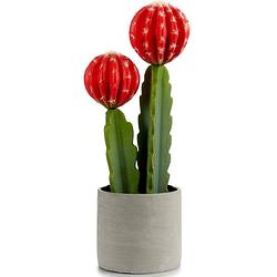 Foto van Ibergarden cactus 16 x 11 x 44 cm rood