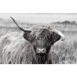 Foto van Inductiebeschermer - highland cow - 58x52 cm