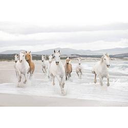 Foto van Komar white horses fotobehang 368x254cm 8-delen