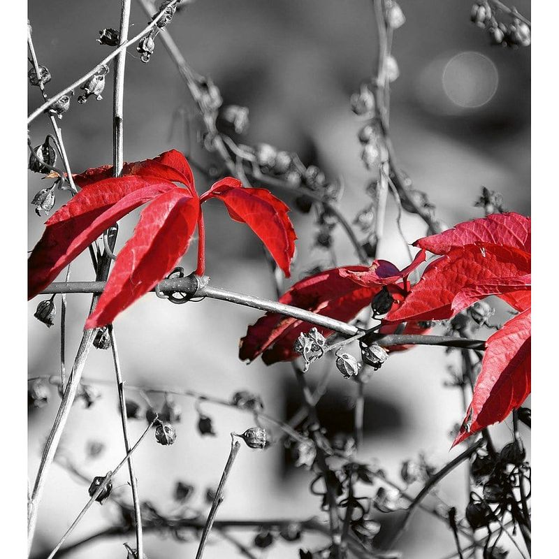 Foto van Dimex red leaves on black vlies fotobehang 225x250cm 3-banen