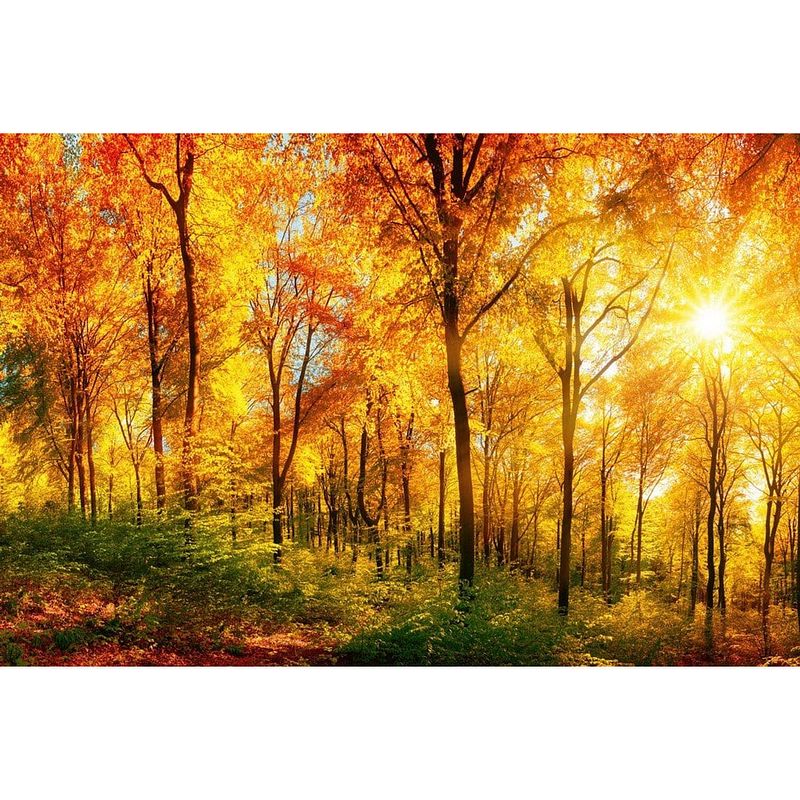 Foto van Dimex sunny forest vlies fotobehang 375x250cm 5-banen