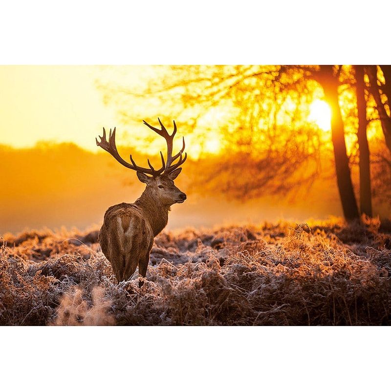 Foto van Pyramid golden stag poster 91,5x61cm