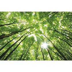 Foto van Wizard+genius sunny forest vlies fotobehang 384x260cm 8-banen