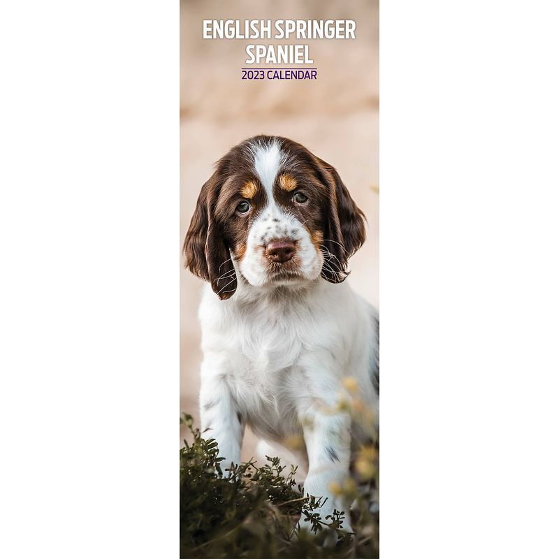 Foto van Engelse springer spaniel kalender 2023 slimline