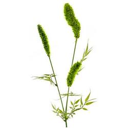 Foto van Gifts amsterdam kunstplant cattail spray 62 cm zijde groen