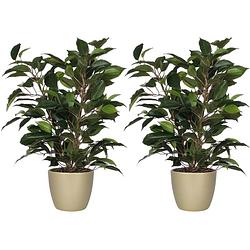 Foto van 2x stuks groene ficus kunstplant 40 cm met plantenpot parelgoud d13.5 en h12.5 cm - kunstplanten