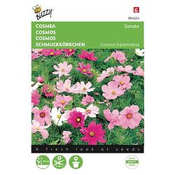 Foto van 2 stuks cosmea sonate gemengd