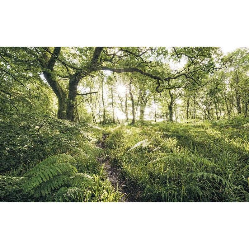 Foto van Komar mystic path vlies fotobehang 400x250cm 4-banen