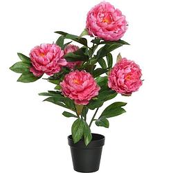 Foto van Roze paeonia/pioenroos rozenstruik kunstplant 57 cm in zwarte plastic pot - kunstplanten/nepplanten - pioenrozen