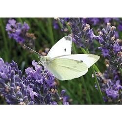 Foto van 2 stuks tuinschilderij cabbage white on lavender 50x70cm