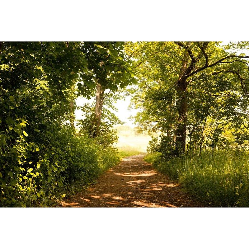 Foto van Dimex forest path vlies fotobehang 375x250cm 5-banen