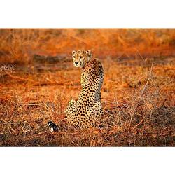 Foto van Wizard+genius leopard safari vlies fotobehang 384x260cm 8-banen