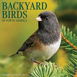 Foto van Backyard birds kalender 2023