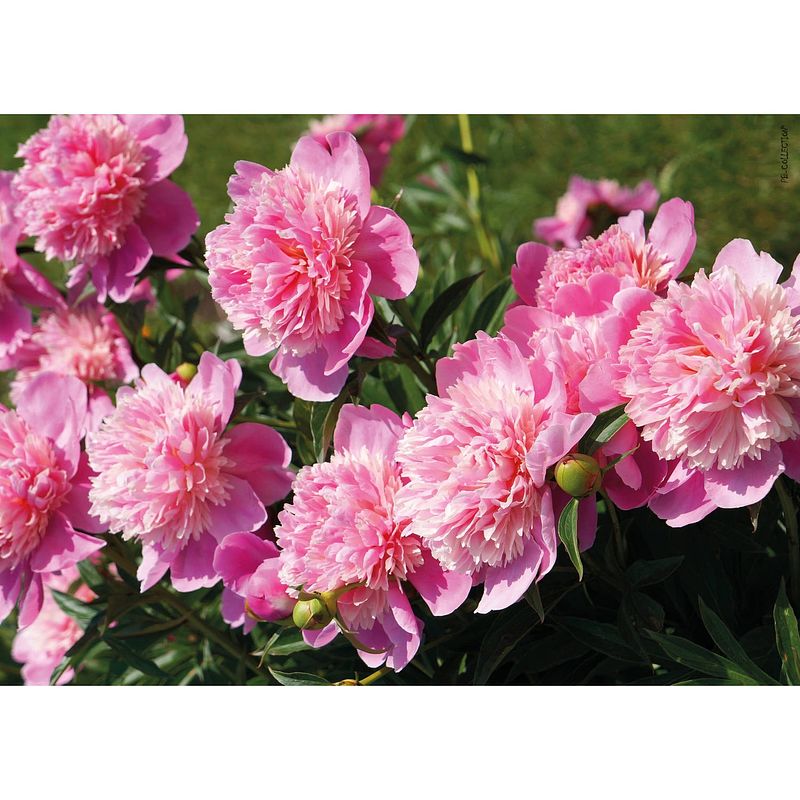 Foto van 2 stuks tuinschilderij peony light rose 50x70cm