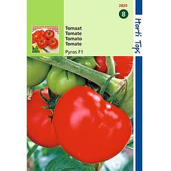 Foto van 2 stuks tomaten pyros f1