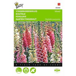 Foto van 2 stuks digitalis purpurea gemengd