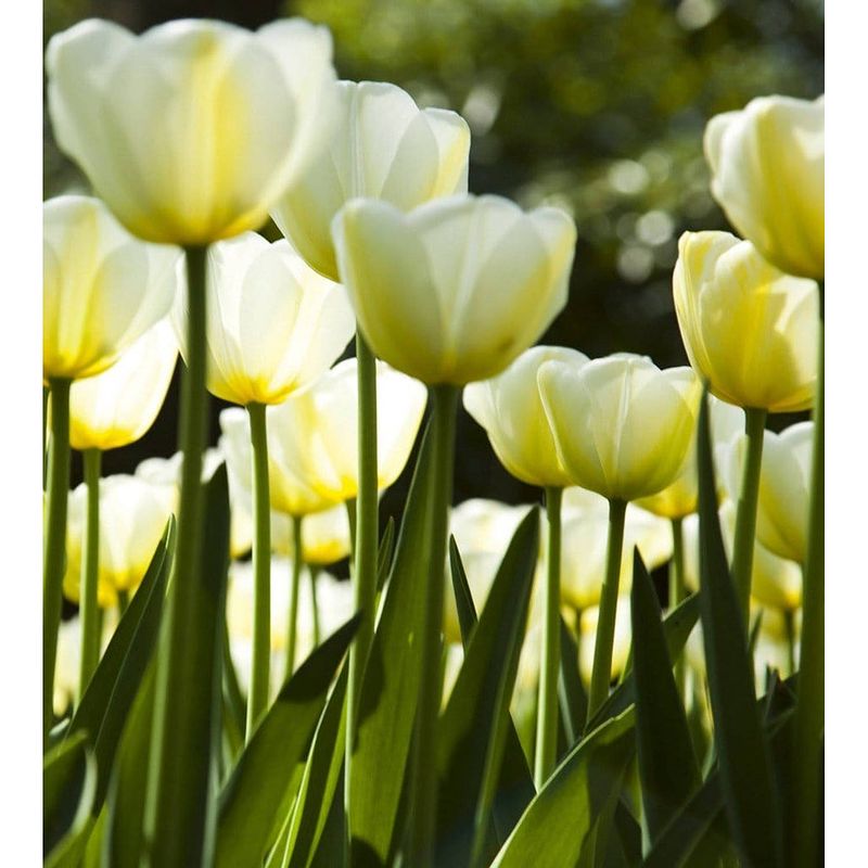 Foto van Dimex white tulips vlies fotobehang 225x250cm 3-banen