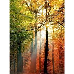 Foto van Wizard+genius golden autumn vlies fotobehang 192x260cm 4-banen