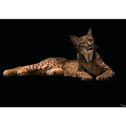 Foto van Komar iberische lynx vlies fotobehang 400x280cm 6-delen