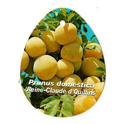 Foto van Prunus domestica reine claude d quillins