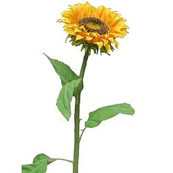 Foto van Sunflower tuscany m 77 cm kunstbloem nova nature