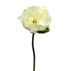 Foto van Papaver nudicaule cream open flower 70 cm kunstbloemen