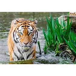 Foto van Diamond painting pakket bengaalse tijger - volledig - full - 45x30 cm - seos shop ®