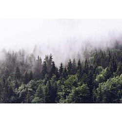 Foto van Wizard+genius foggy forest fotobehang 366x254cm 8-delen