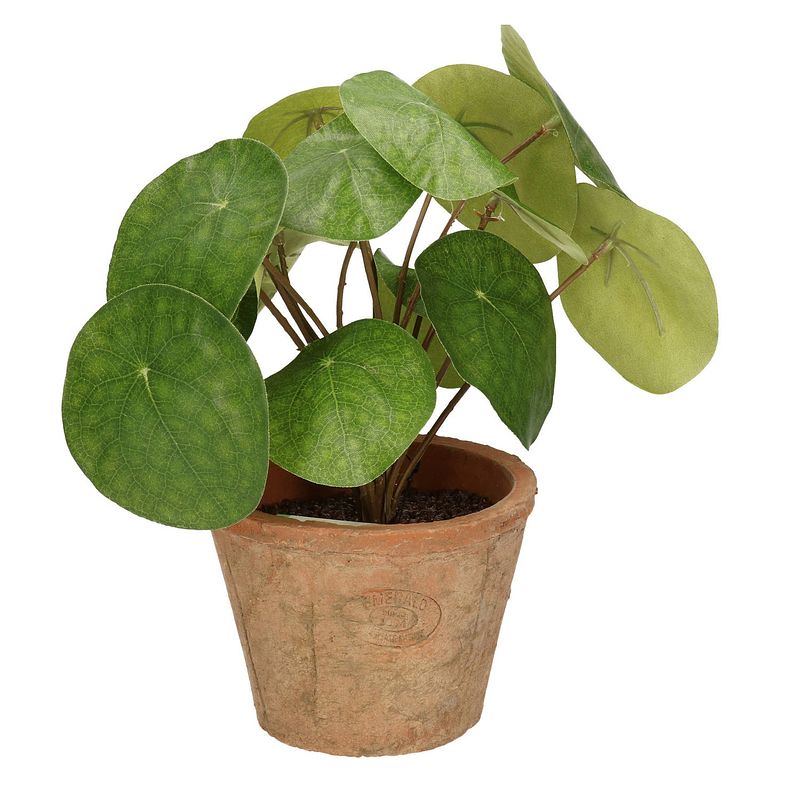 Foto van Kantoor kunstplant pilea pannekoekplant groen in pot 25 cm - kunstplanten