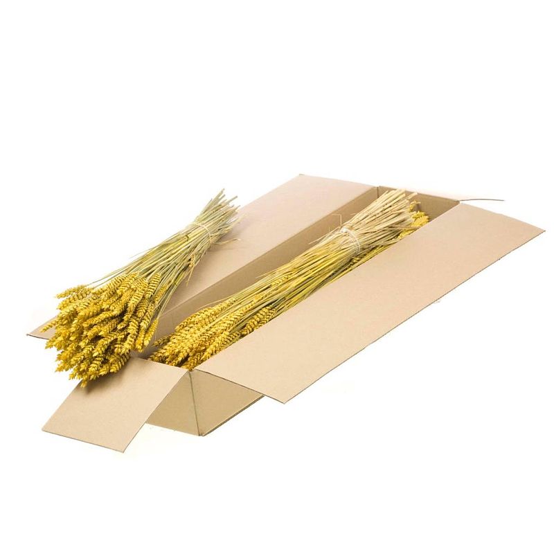 Foto van Packlinq gedroogde bloemen geel tarwe (triticum) (1 bundel)