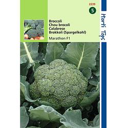 Foto van 2 stuks broccoli marathon v h premium crop f1