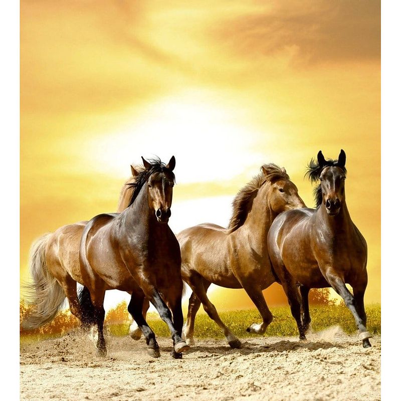 Foto van Dimex horses in sunset vlies fotobehang 225x250cm 3-banen