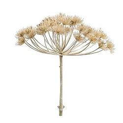 Foto van Heracleum - beige - 43 cm - leen bakker