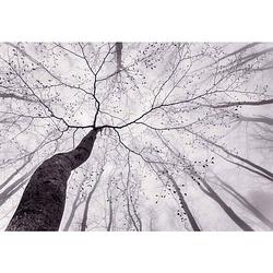Foto van Wizard+genius inside the trees fotobehang 366x254cm 8-delen