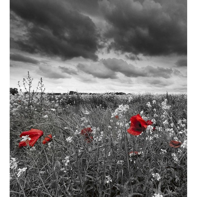 Foto van Dimex poppies black vlies fotobehang 225x250cm 3-banen