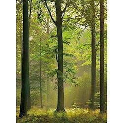 Foto van Wizard+genius autumn forest vlies fotobehang 192x260cm 4-banen
