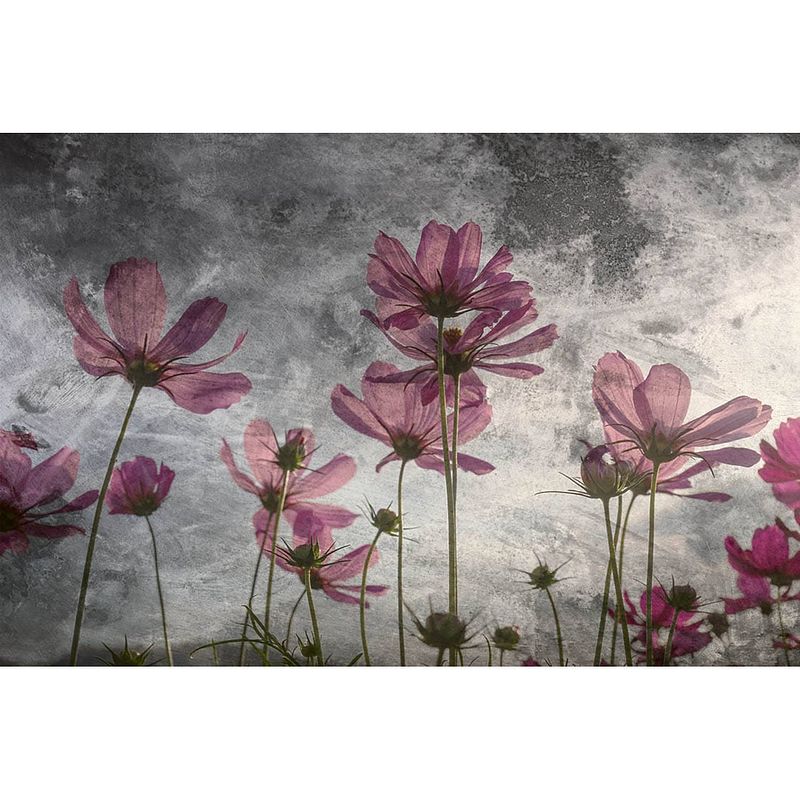 Foto van Dimex violet flower abstract fotobehang 375x250cm 5-banen